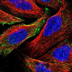 REX1BD Antibody, Novus Biologicals:Antibodies:Primary Antibodies